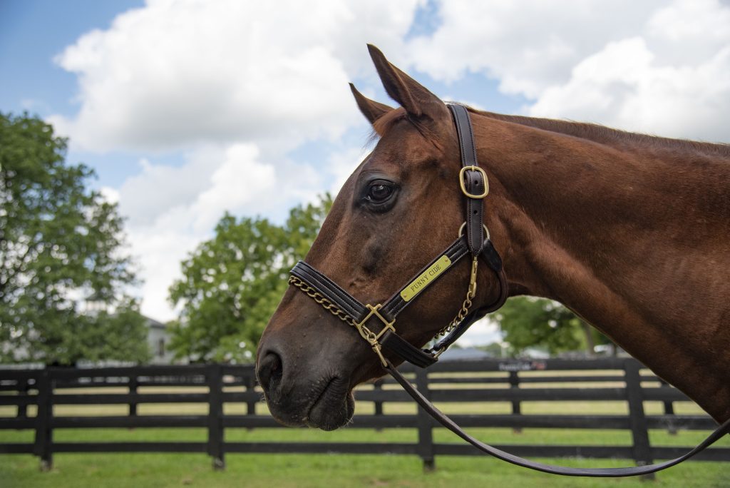 Funny Cide