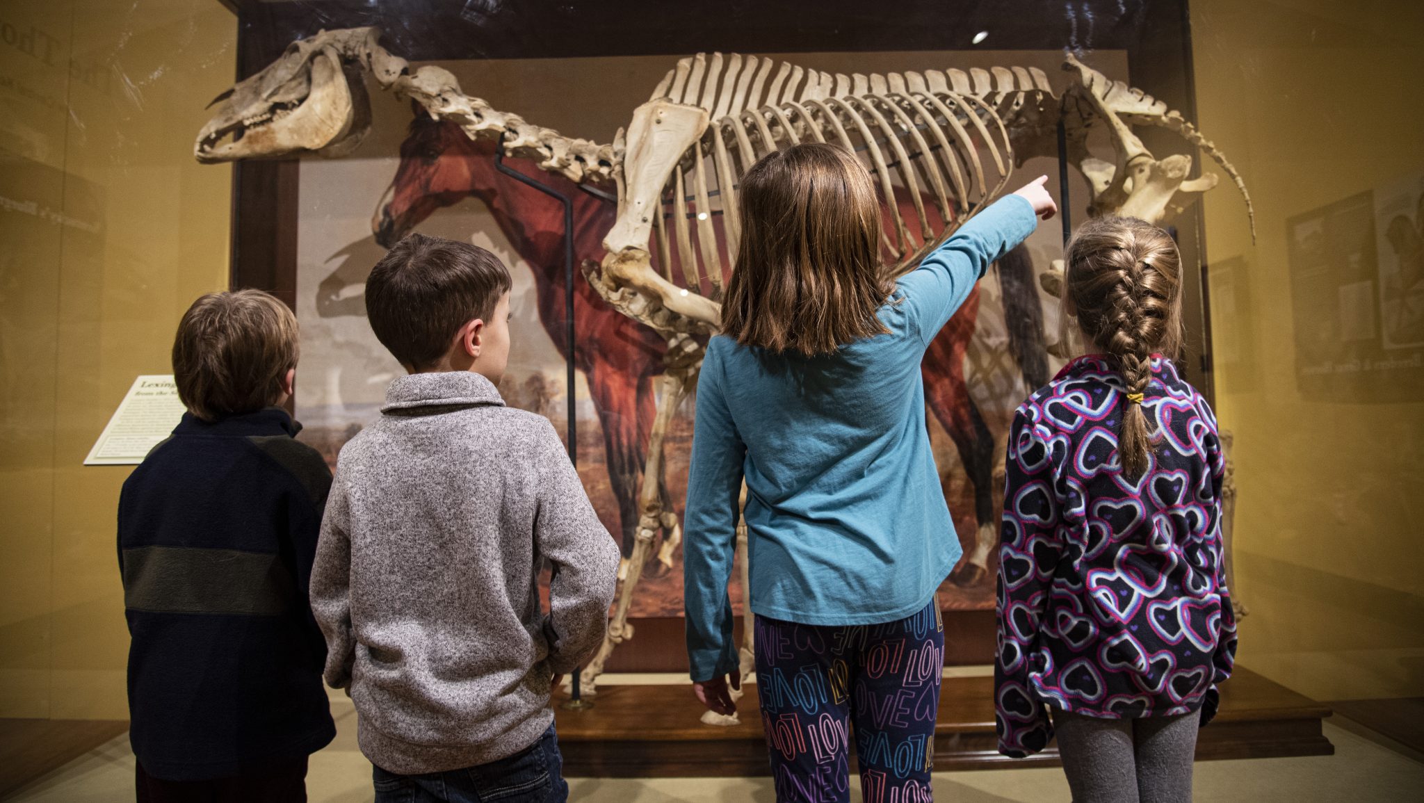 Museum horse skeleton. Group viewing.