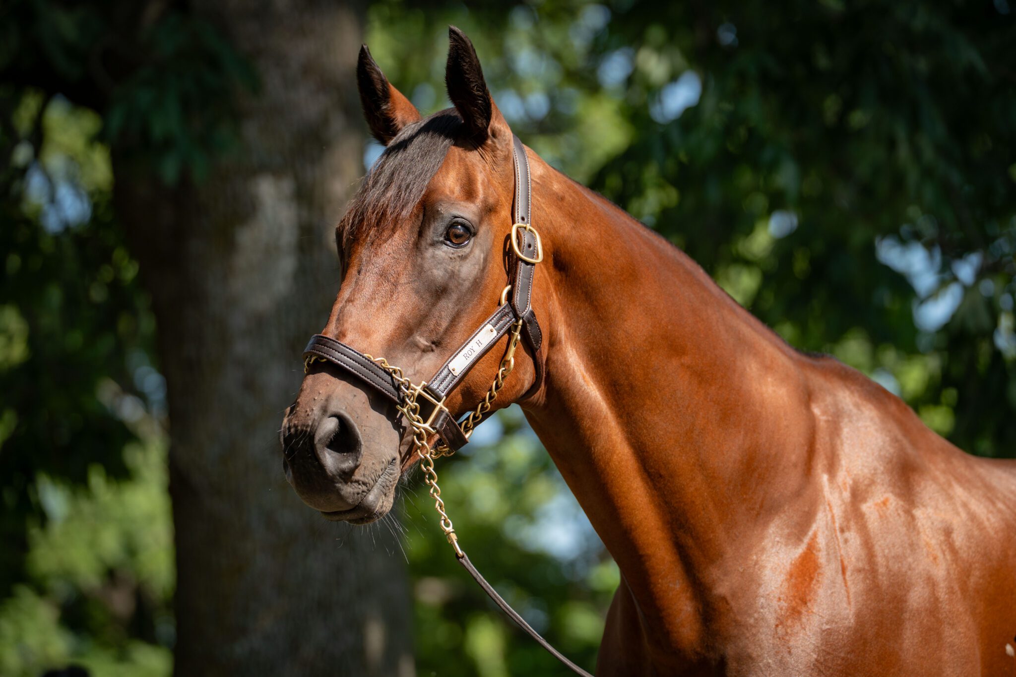 Two-Time Breeders’ Cup Sprint Winner Roy H Dies at 14