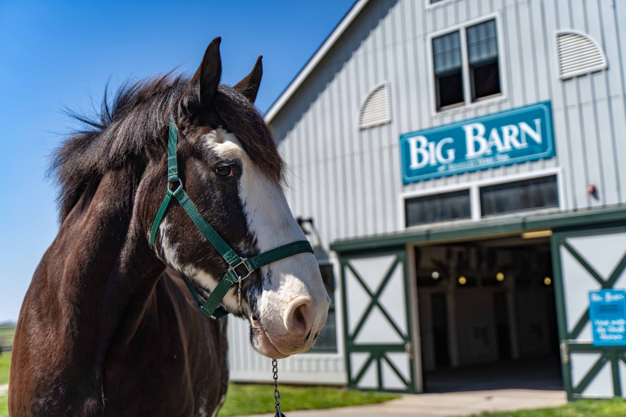 horse in front of big barn
