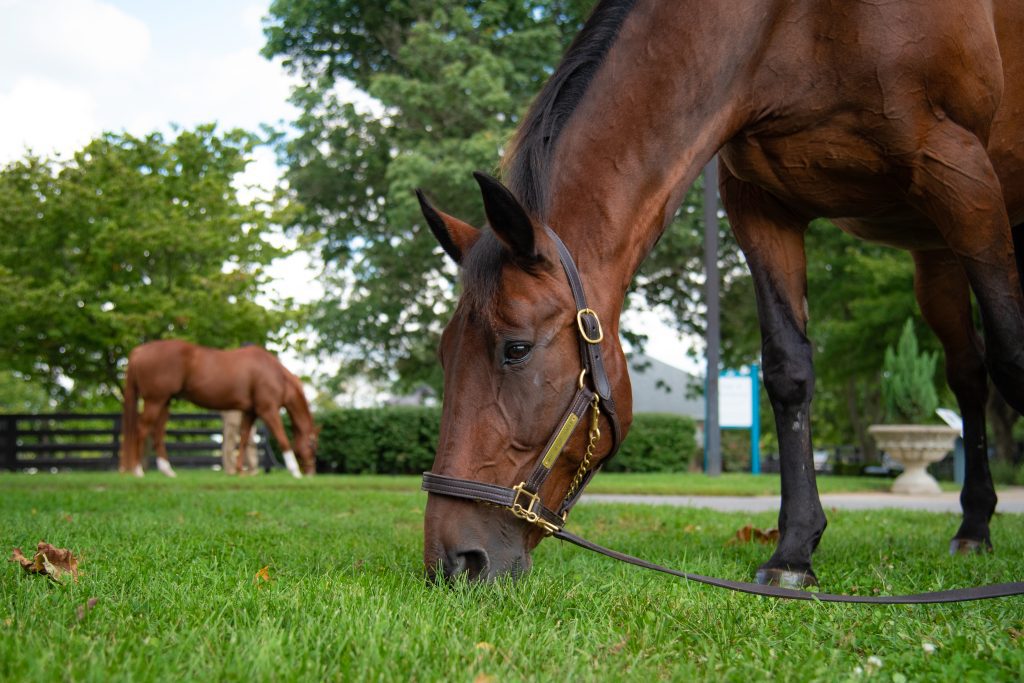 Mr. Muscleman grazing with another horse in the background.