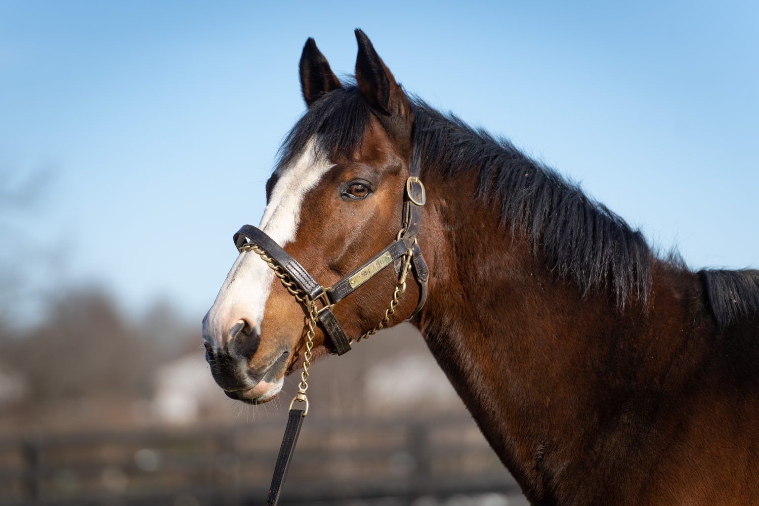 Andi'Amu - Kentucky Horse Park