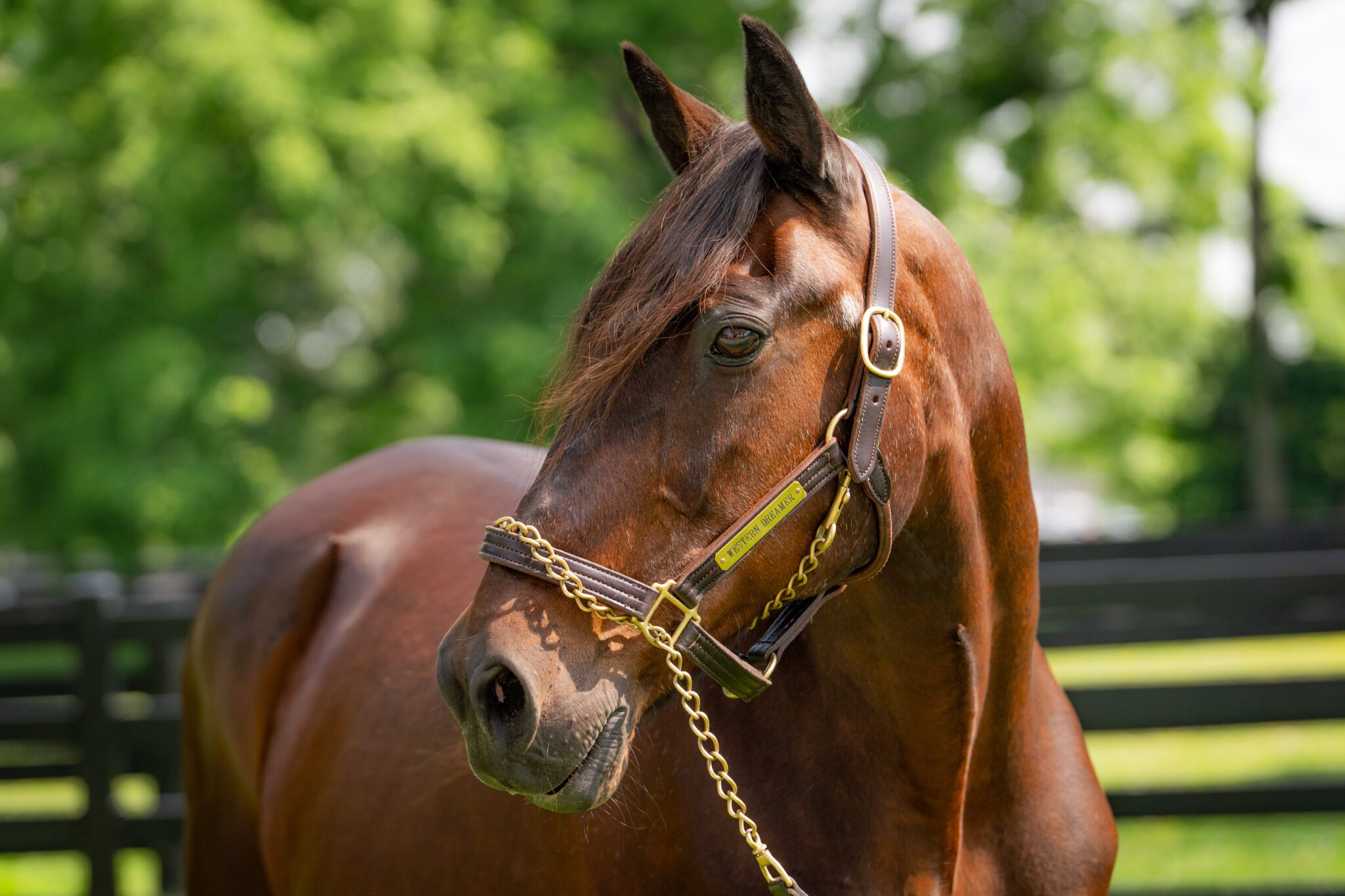 Western Dreamer, Pacing Triple Crown Winner, Dies at 32